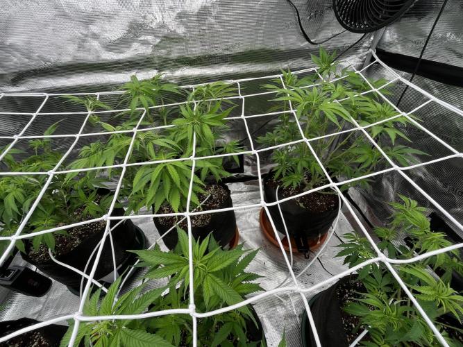 Troppicanna Poison ~ Eleven Roses. Week 6