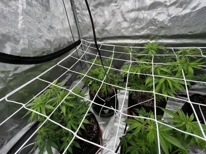 Troppicanna Poison ~ Eleven Roses. Week 6