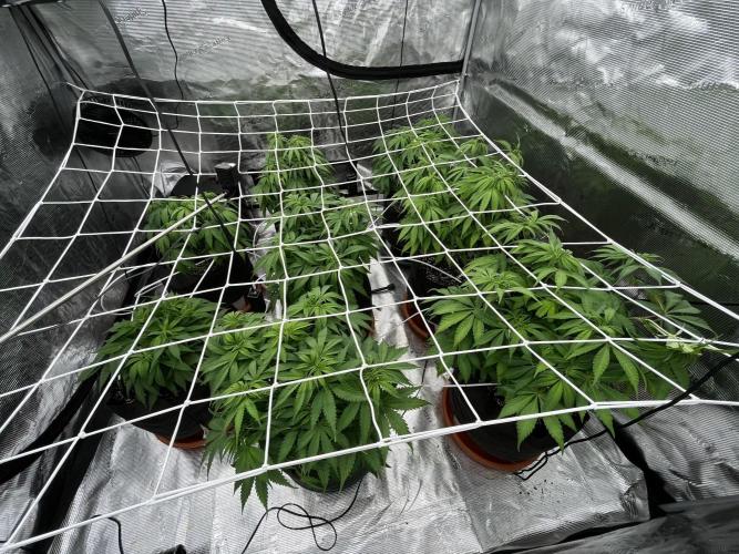 Troppicanna Poison ~ Eleven Roses. Week 6