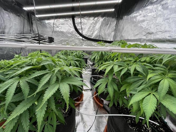 Troppicanna Poison ~ Eleven Roses. Week 6