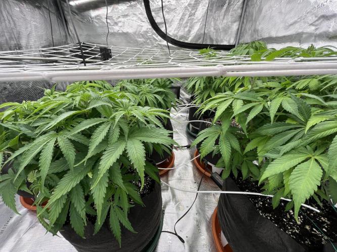 Troppicanna Poison ~ Eleven Roses. Week 6