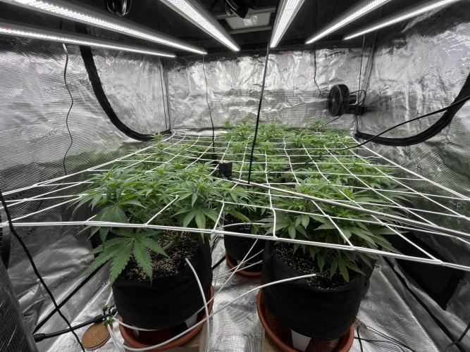 Troppicanna Poison ~ Eleven Roses. Week 7