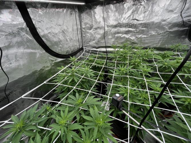 Troppicanna Poison ~ Eleven Roses. Week 7