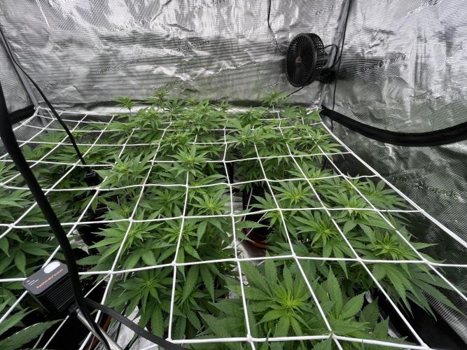Troppicanna Poison ~ Eleven Roses. Week 7