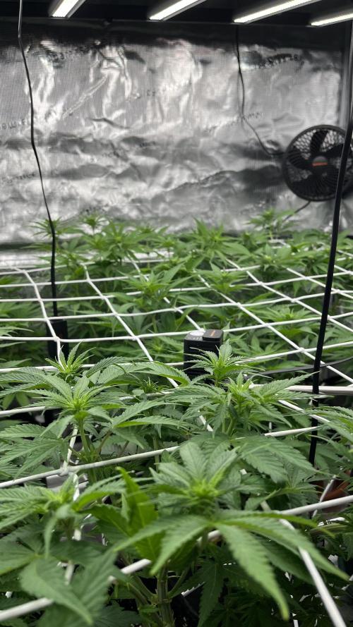 Troppicanna Poison ~ Eleven Roses. Week 7
