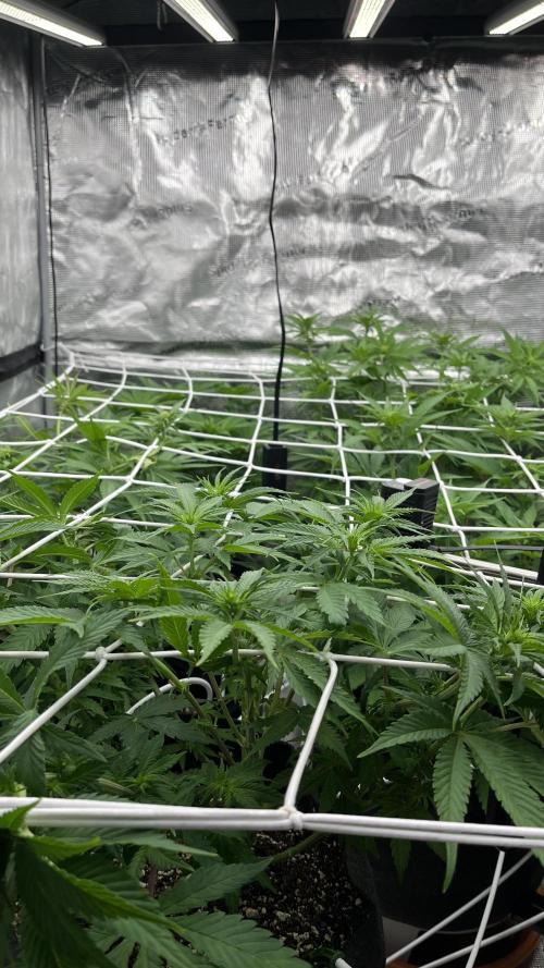 Troppicanna Poison ~ Eleven Roses. Week 7