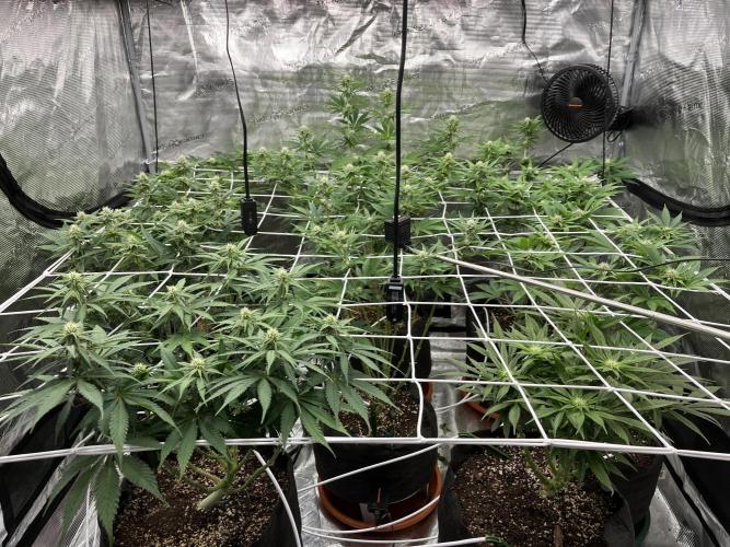 Troppicanna Poison ~ Eleven Roses. Week 8