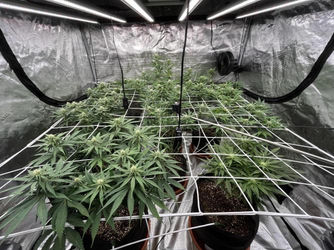 Troppicanna Poison ~ Eleven Roses. Week 8