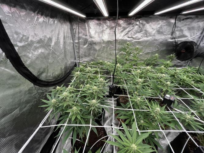Troppicanna Poison ~ Eleven Roses. Week 8