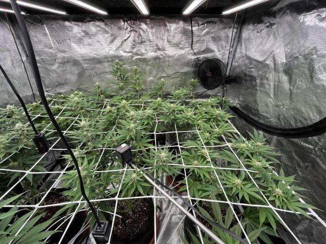 Troppicanna Poison ~ Eleven Roses. Week 8