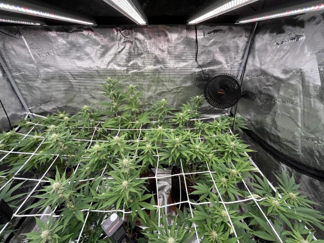 Troppicanna Poison ~ Eleven Roses. Week 8