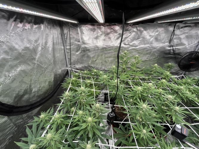 Troppicanna Poison ~ Eleven Roses. Week 8