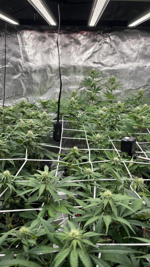 Troppicanna Poison ~ Eleven Roses. Week 8
