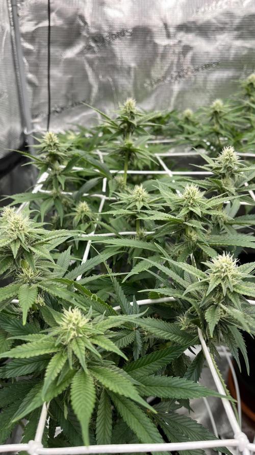 Troppicanna Poison ~ Eleven Roses. Week 8