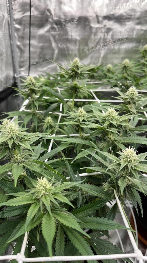 Troppicanna Poison ~ Eleven Roses. Week 8