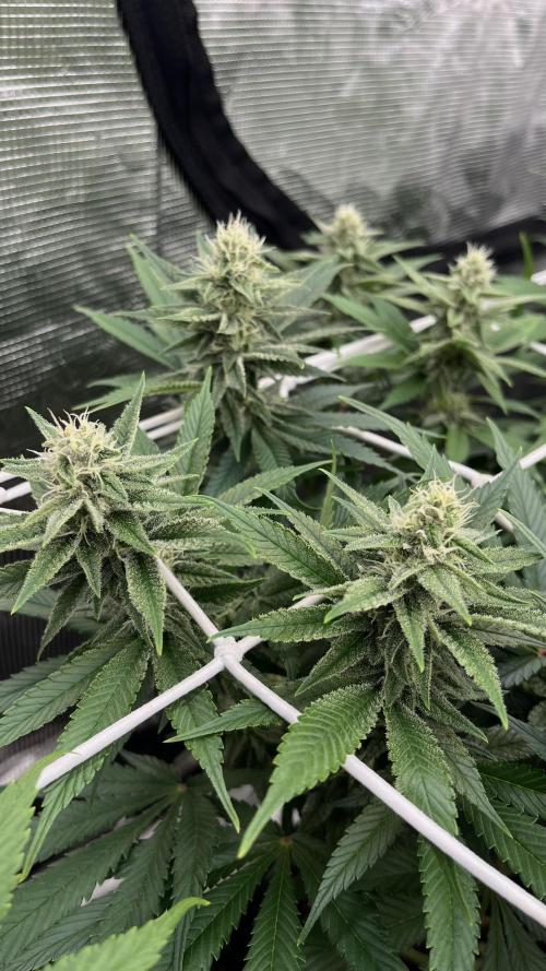 Troppicanna Poison ~ Eleven Roses. Week 9