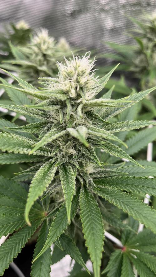 Troppicanna Poison ~ Eleven Roses. Week 9