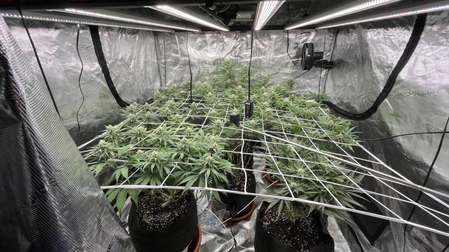 Troppicanna Poison ~ Eleven Roses. Week 9