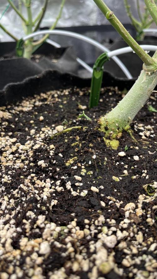 Troppicanna Poison ~ Eleven Roses. Week 9
