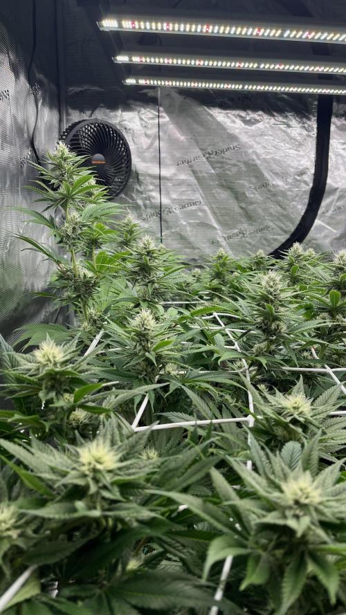 Troppicanna Poison ~ Eleven Roses. Week 9