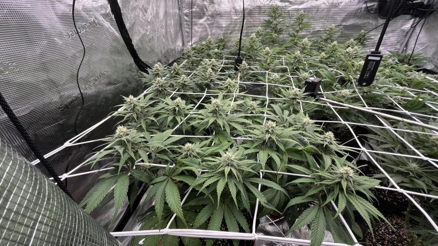 Troppicanna Poison ~ Eleven Roses. Week 9