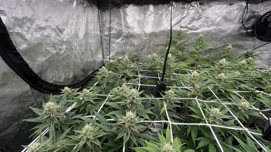 Troppicanna Poison ~ Eleven Roses. Week 9
