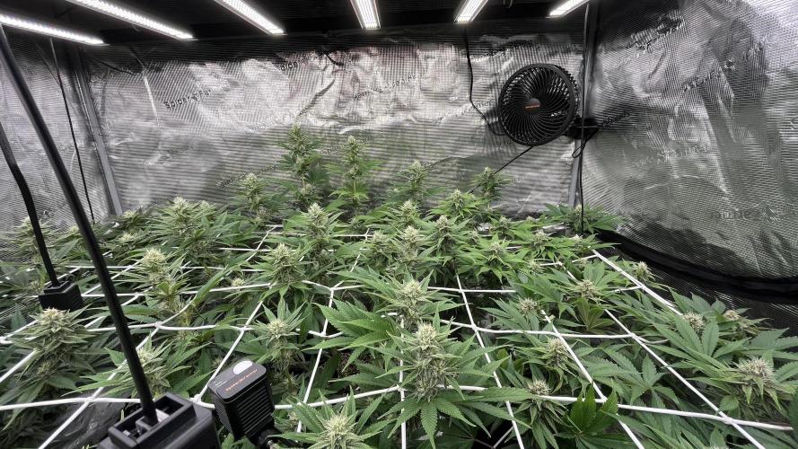 Troppicanna Poison ~ Eleven Roses. Week 9