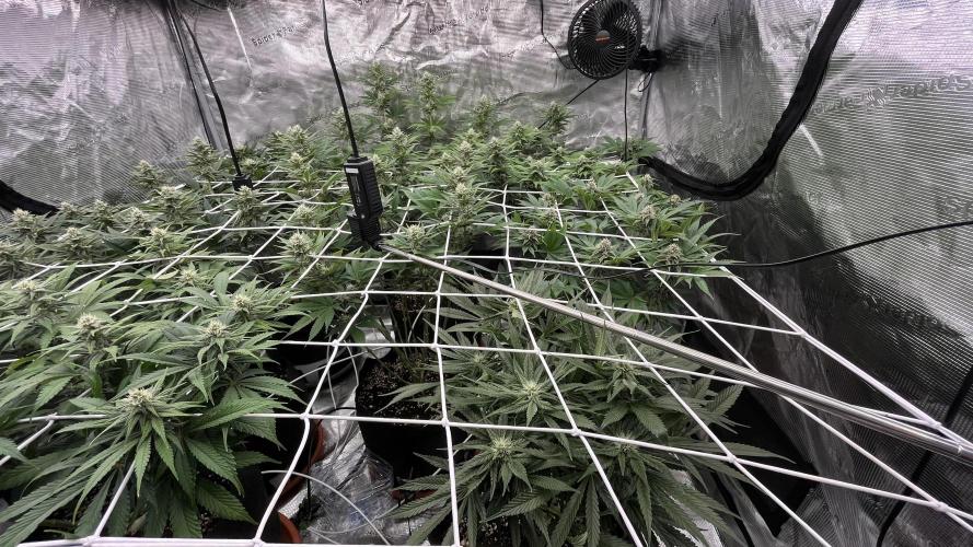 Troppicanna Poison ~ Eleven Roses. Week 9