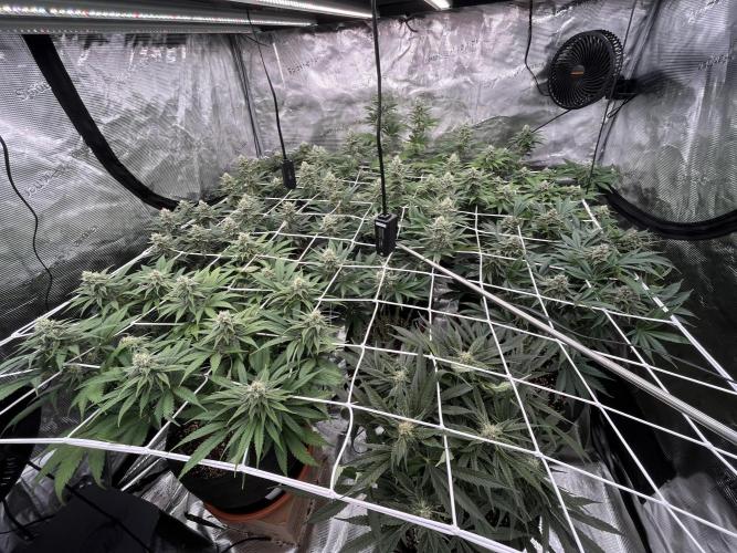 Troppicanna Poison ~ Eleven Roses. Week 10