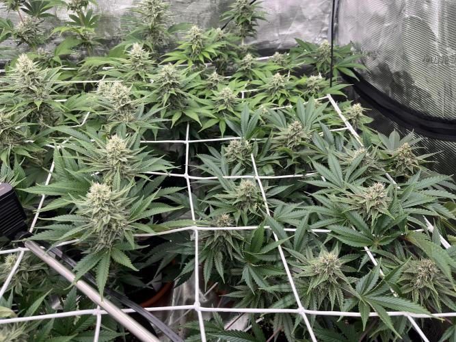 Troppicanna Poison ~ Eleven Roses. Week 10