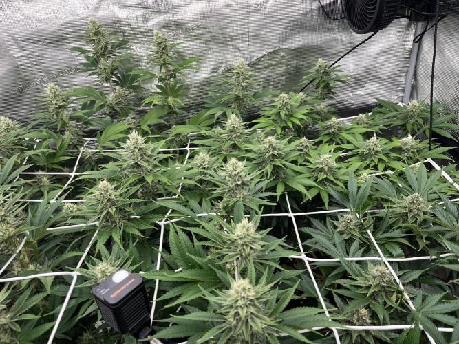 Troppicanna Poison ~ Eleven Roses. Week 10