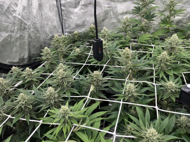 Troppicanna Poison ~ Eleven Roses. Week 10