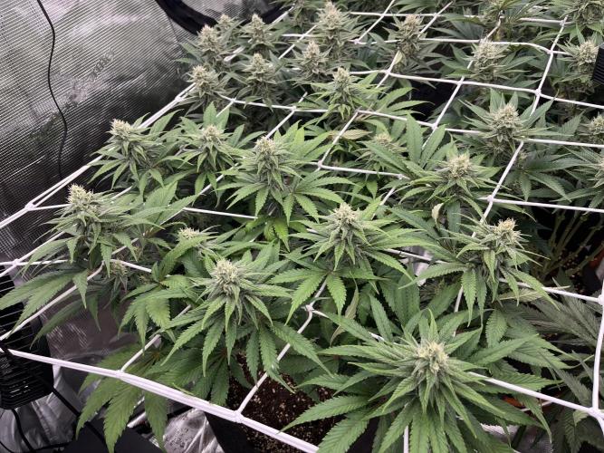 Troppicanna Poison ~ Eleven Roses. Week 10