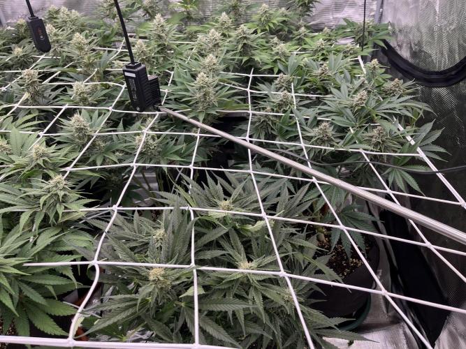 Troppicanna Poison ~ Eleven Roses. Week 10