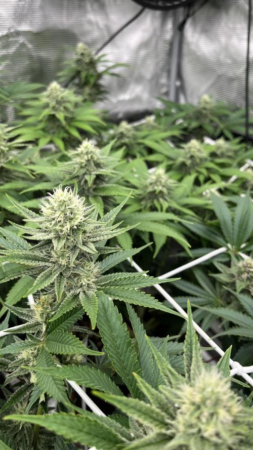 Troppicanna Poison ~ Eleven Roses. Week 10