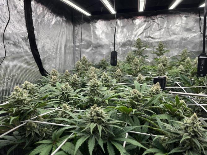 Troppicanna Poison ~ Eleven Roses. Week 11