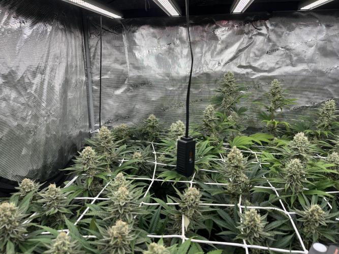 Troppicanna Poison ~ Eleven Roses. Week 11