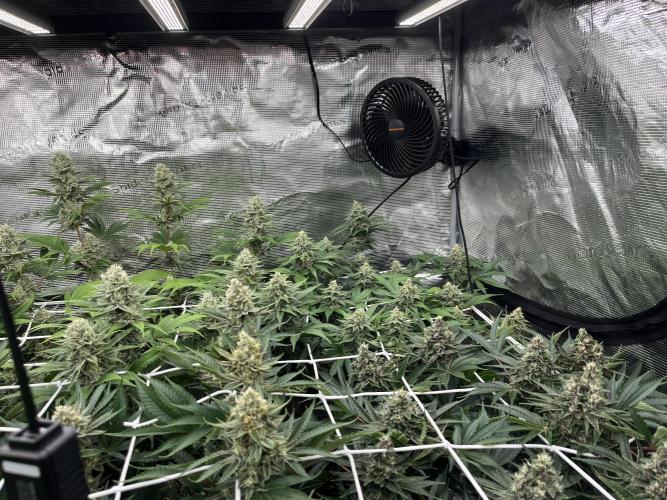 Troppicanna Poison ~ Eleven Roses. Week 11