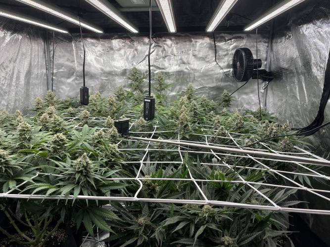 Troppicanna Poison ~ Eleven Roses. Week 11