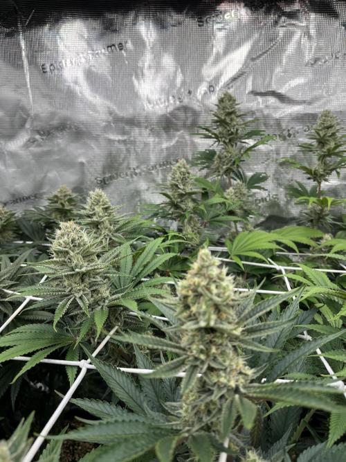 Troppicanna Poison ~ Eleven Roses. Week 11