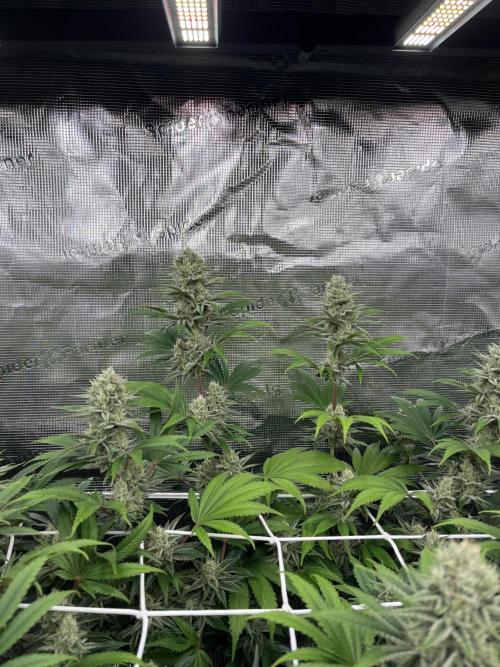 Troppicanna Poison ~ Eleven Roses. Week 11