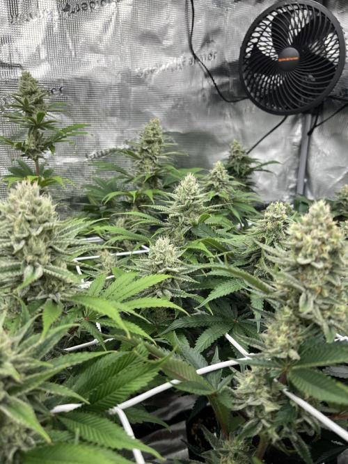 Troppicanna Poison ~ Eleven Roses. Week 11