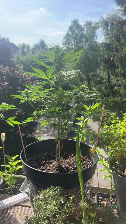 Mini Balkon 2025 first grow