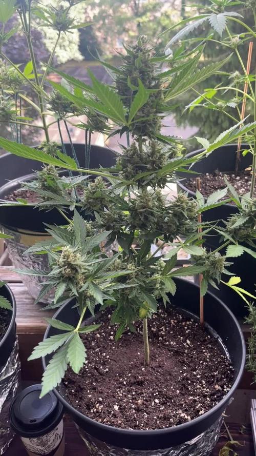 Mini Balkon 2025 first grow