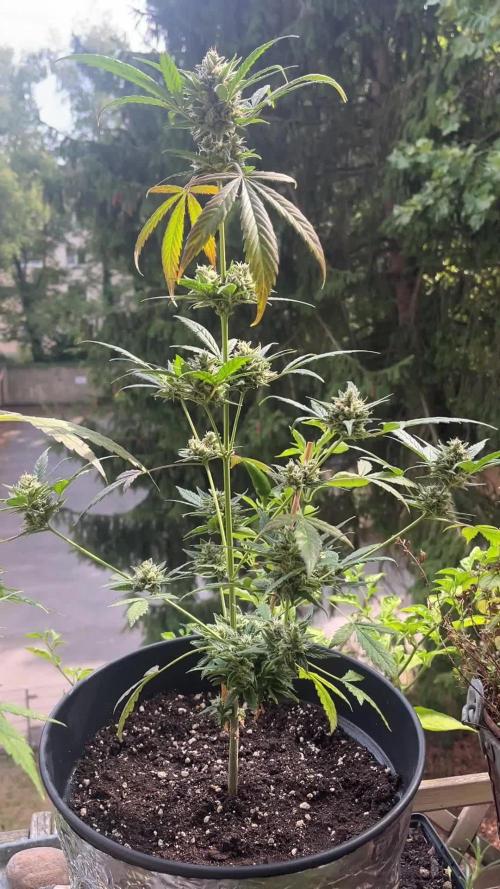Mini Balkon 2025 #2 Chocolope