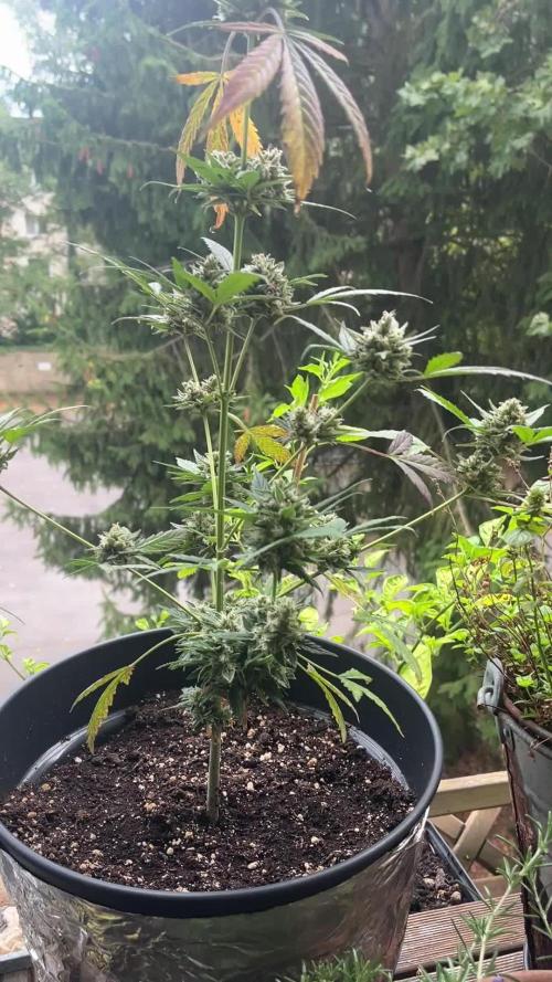 Mini Balkon 2025 #2 Chocolope