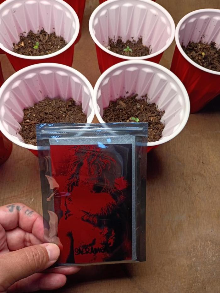 Gage green group sacrament indoor. Week 1 - 4 sacrament seeds sprouts 2 days old 