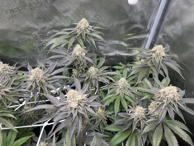 RQS F1 Fem. Week 7 - Orbital Banana