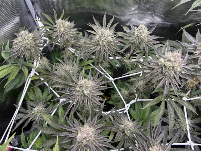 RQS F1 Fem. Week 7 - Cosmic Cheddar