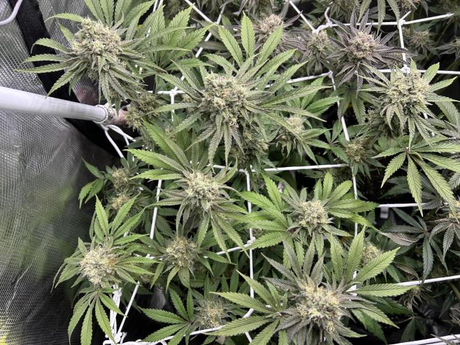 RQS F1 Fem. Week 7 - Astro Lemonade 